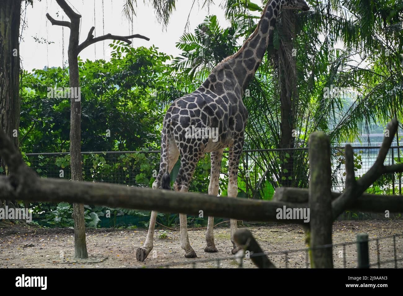 Giraffe : a tall African hoofed mammal belonging to the genus Giraffa. It is the tallest living terrestrial animal and the largest ruminant on Earth. Stock Photo