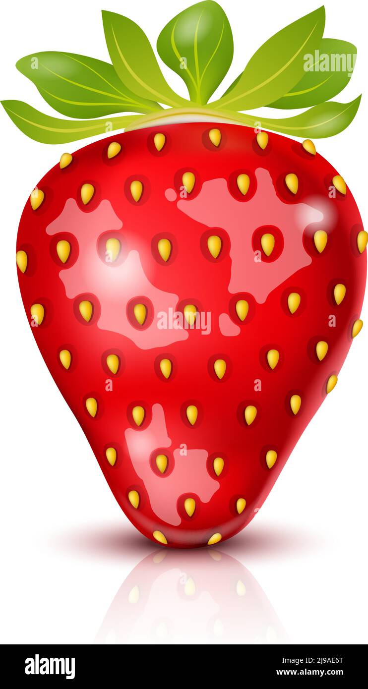Vector Realistic juicy Strawberry isolated on white Stock Vector Image ...