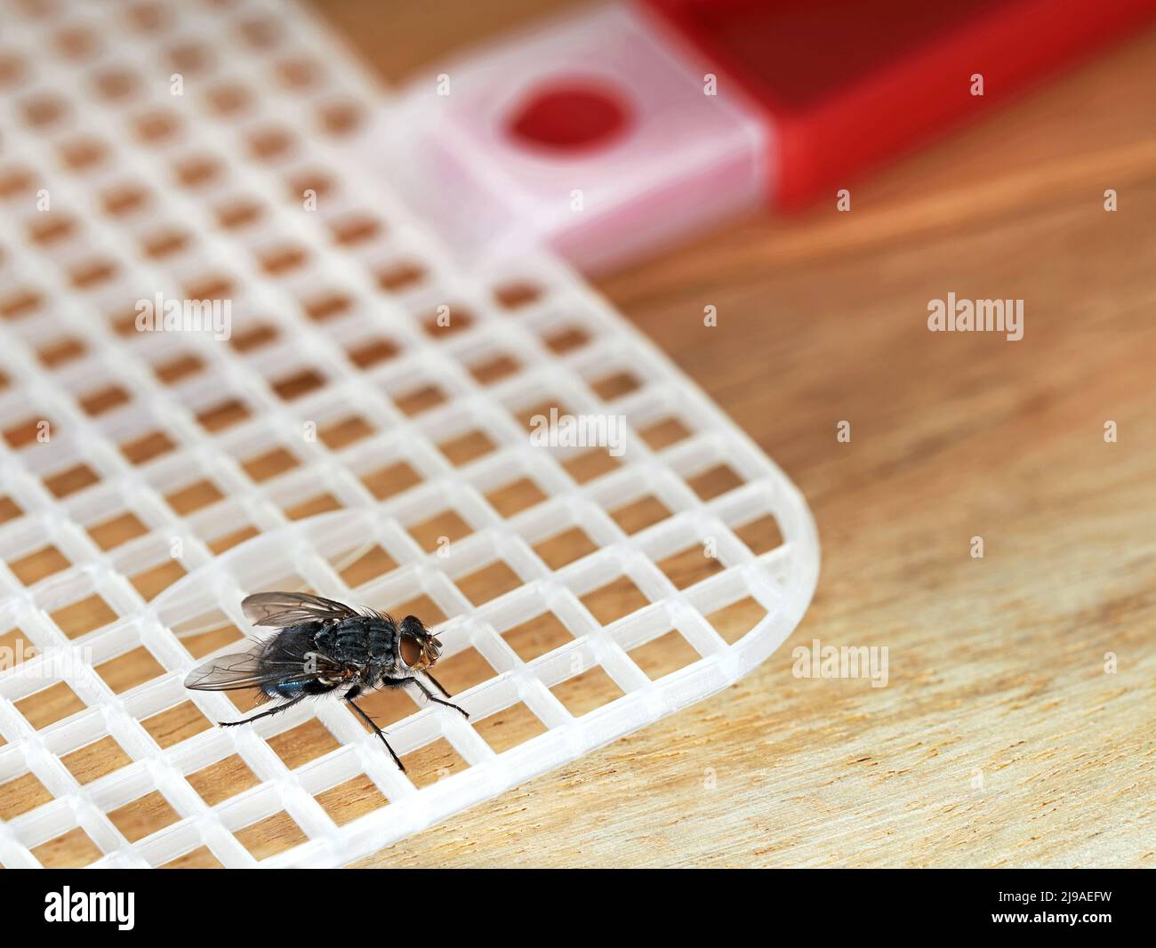 Fly on red fly swatter on wooden table, detailed macro shot of annoying insect in summer with useful tool to fight it Stock Photo