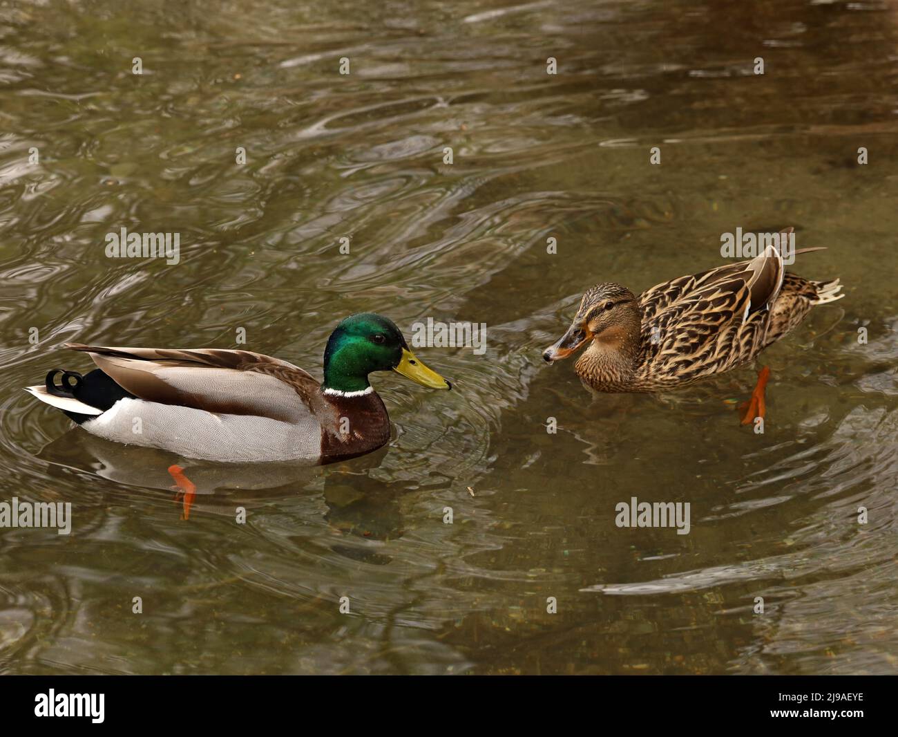 Couple of duck, male and female, are swimming in the lake Stock Photo