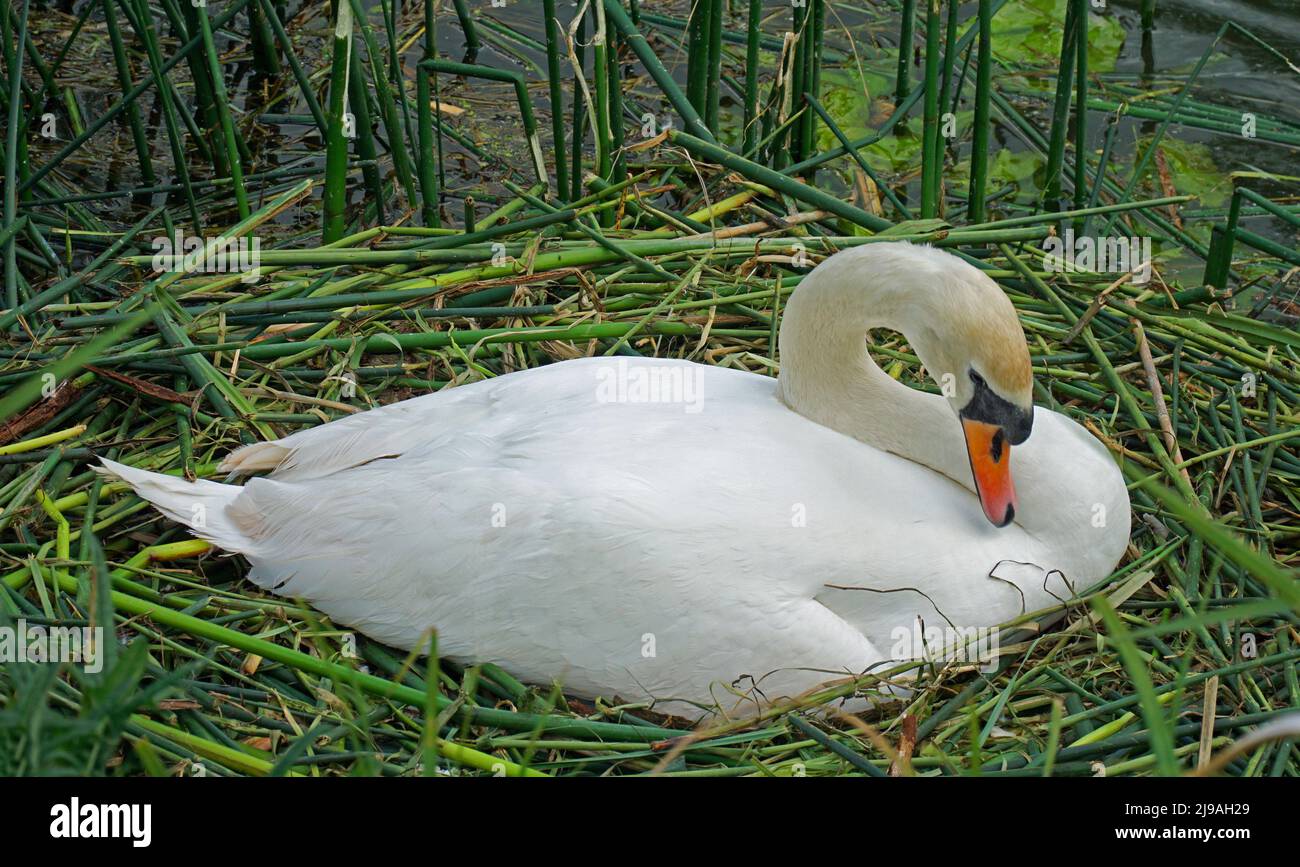 Mute Swan on nest in reeds Stock Photo