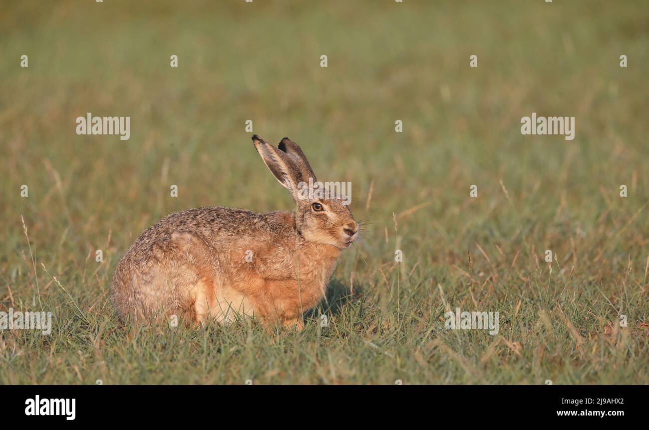 European hare sitting on grass Stock Photo