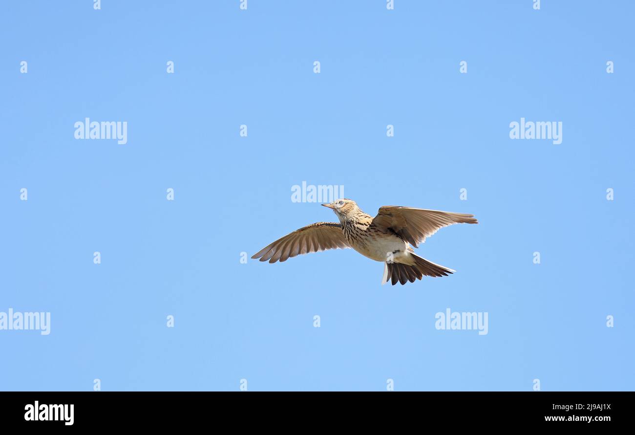 Skylark hovering under blue sky Stock Photo