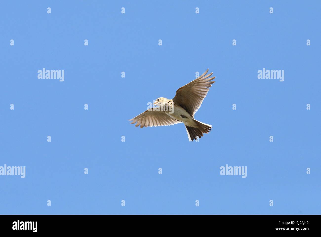 Skylark singing under blue sky Stock Photo