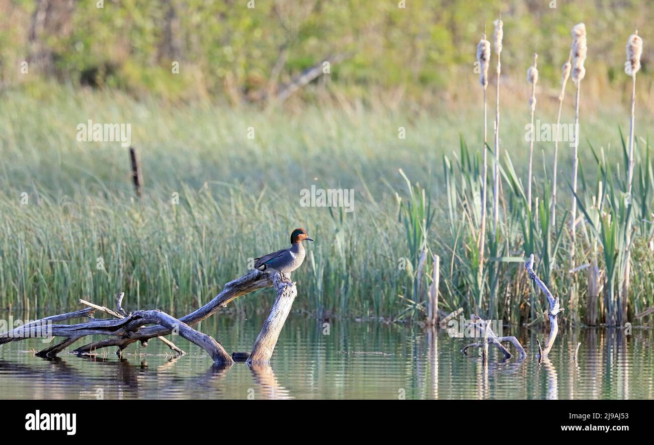 Green winged teal (Anas carolinensis) sitting on snag in wetland Stock Photo