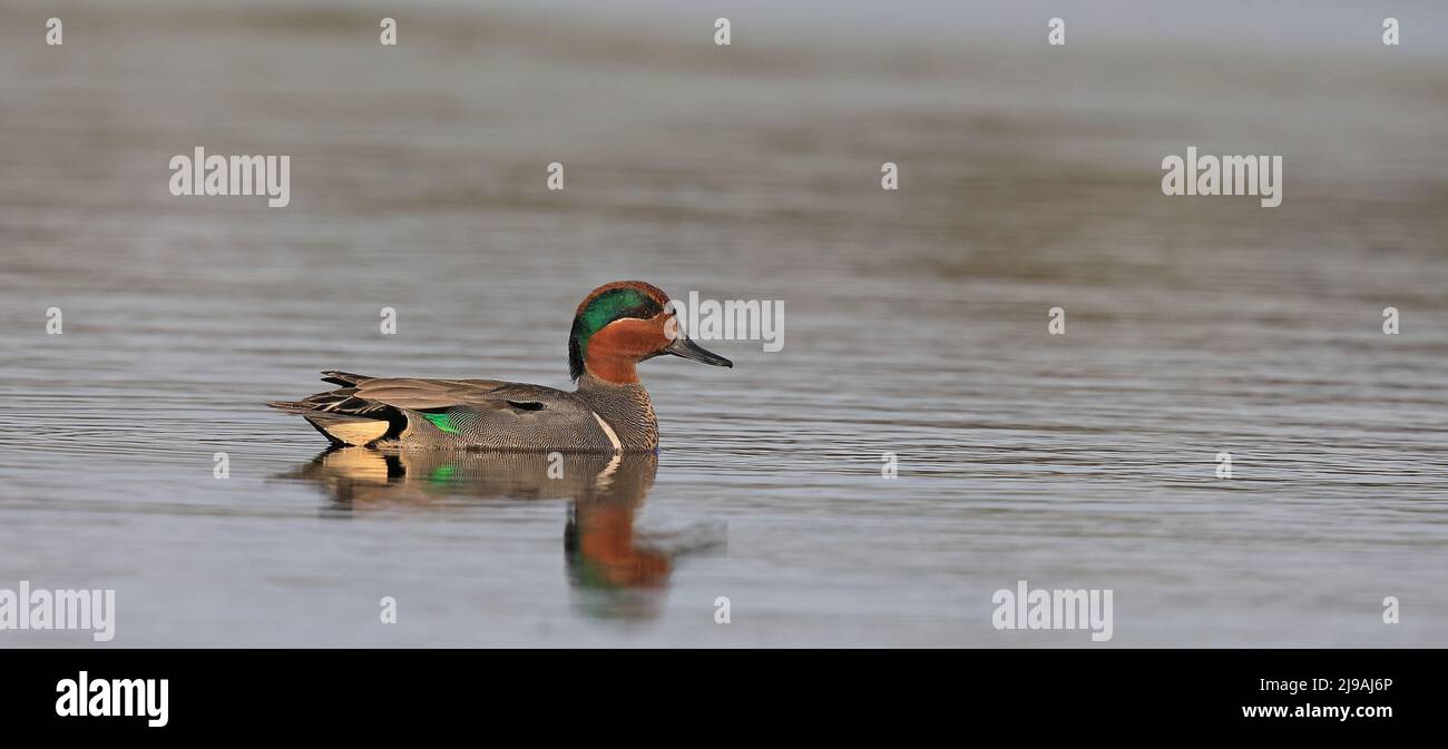 Green winged teal (Anas carolinensis) swimming in calm water Stock Photo