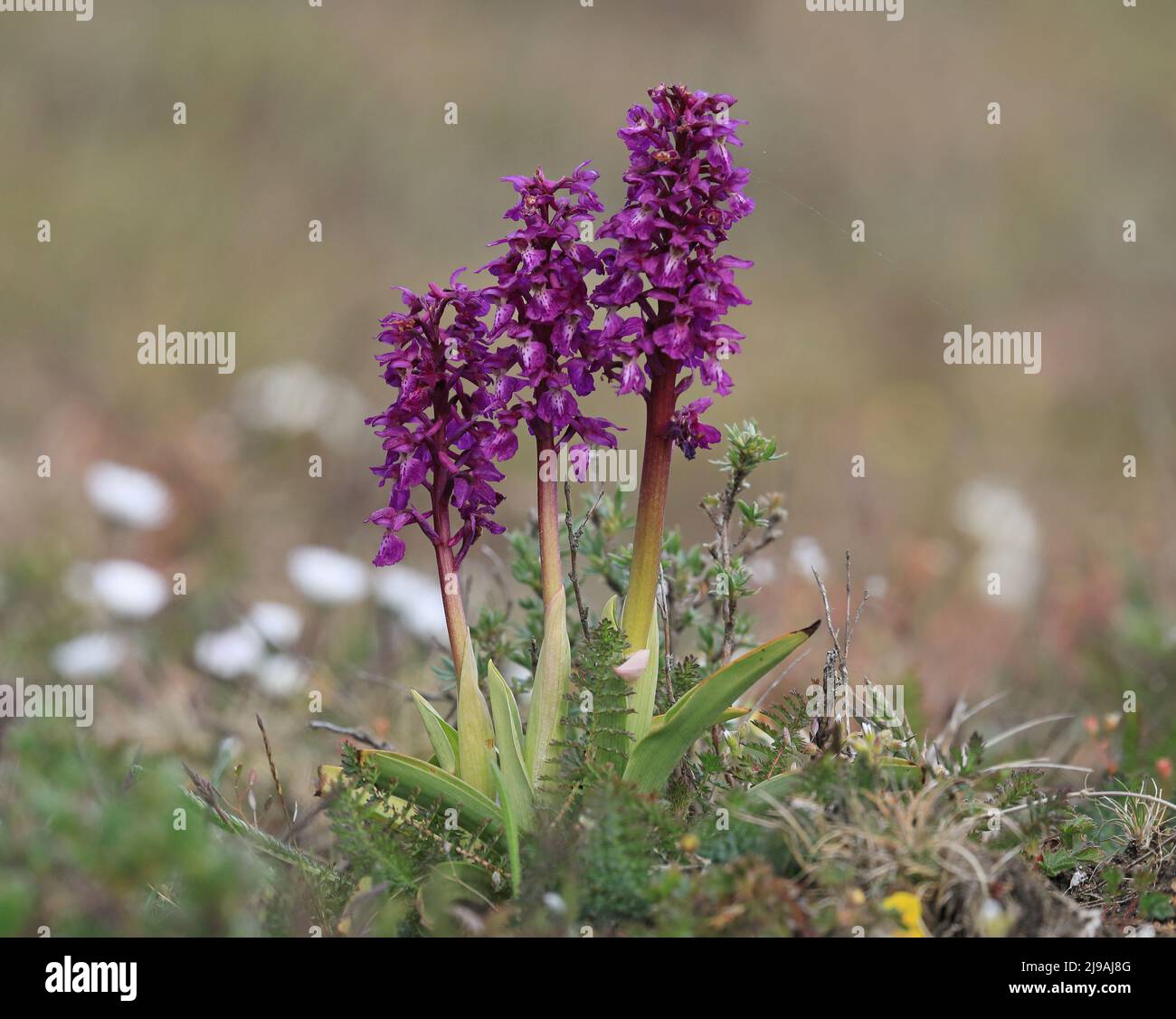 Wild Early-purple orchids (Orchis mascula) Stock Photo