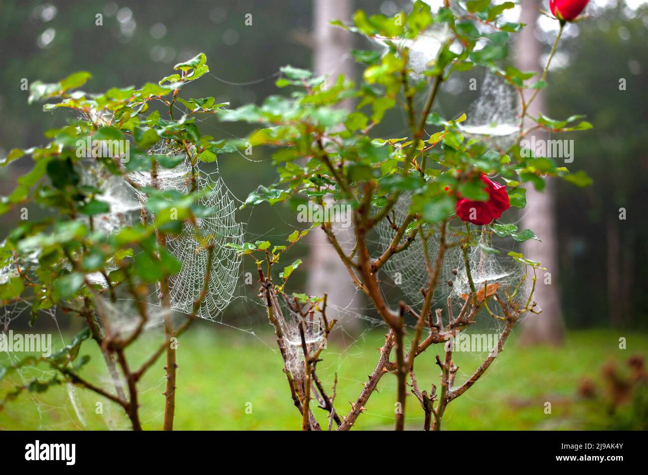 Spider webs and cobwebs are everywhere on trees and shrubs in autumn. Stock Photo