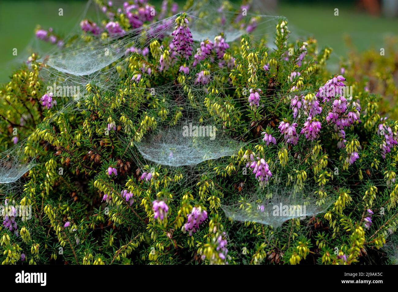 Spider webs and cobwebs are everywhere on trees and shrubs in autumn. Stock Photo