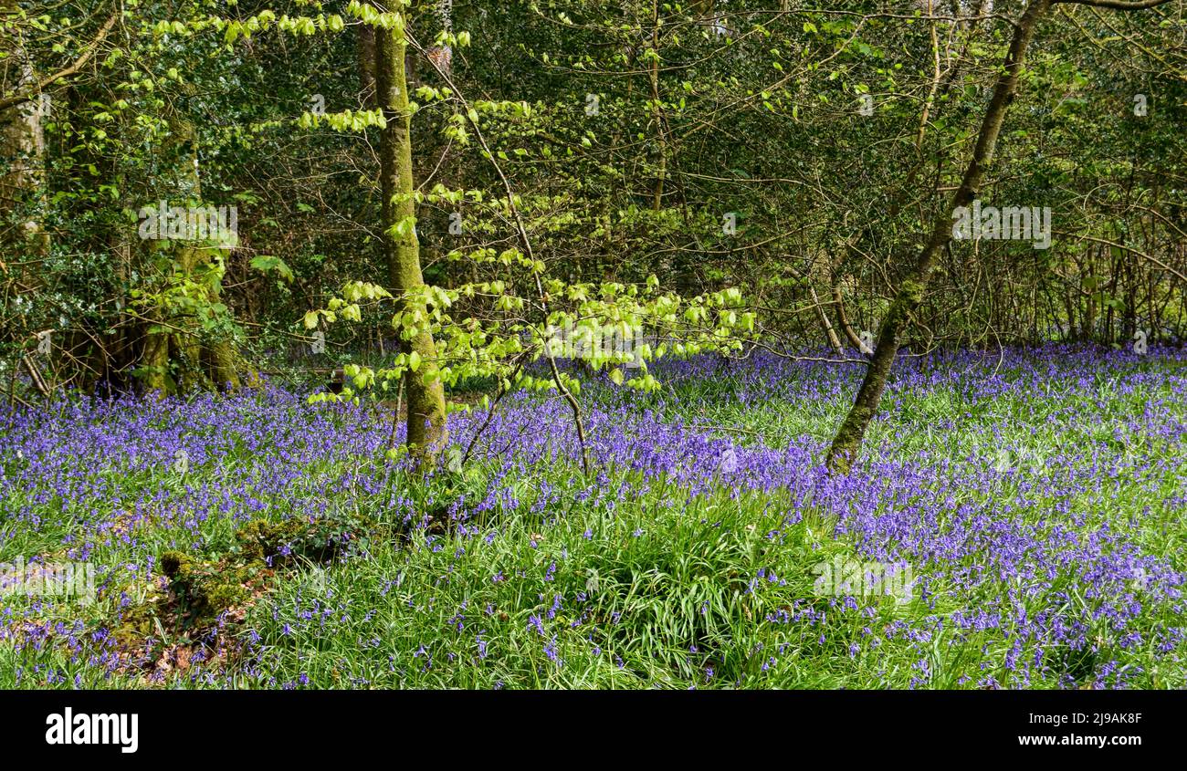 Aimant De Réfrigérateur 3D Cornwall England UK En Résine Fait à La