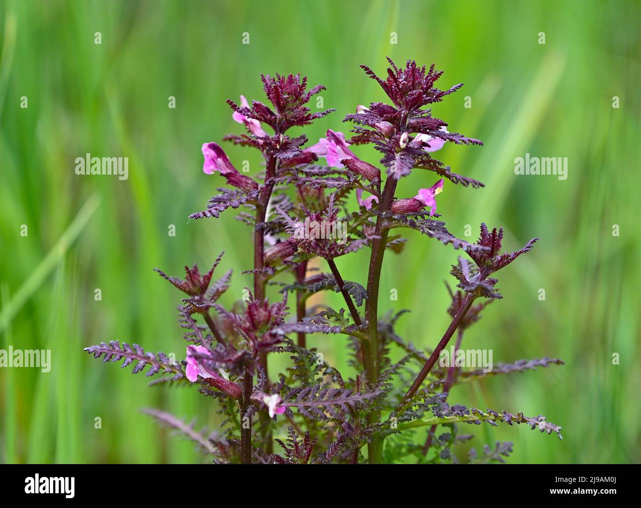 17 May 2022, Brandenburg, Rüdersdorf: A speciality in the state of Brandenburg is the marsh lousewort (Pedicularis palustris), which grows on a wet meadow in the nature reserve and fauna-flora habitat area 'Herrensee, Lange-Dammwiesen und Barnim-Hänge'. Photo: Patrick Pleul/dpa Stock Photo