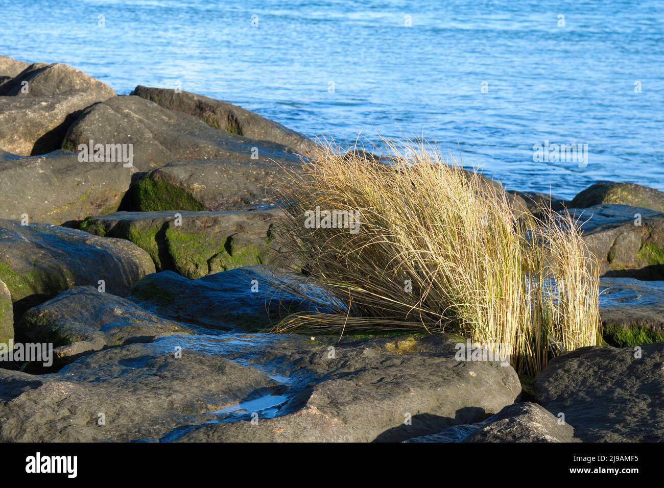 Herbs between the rocks next to the Douro River Stock Photo