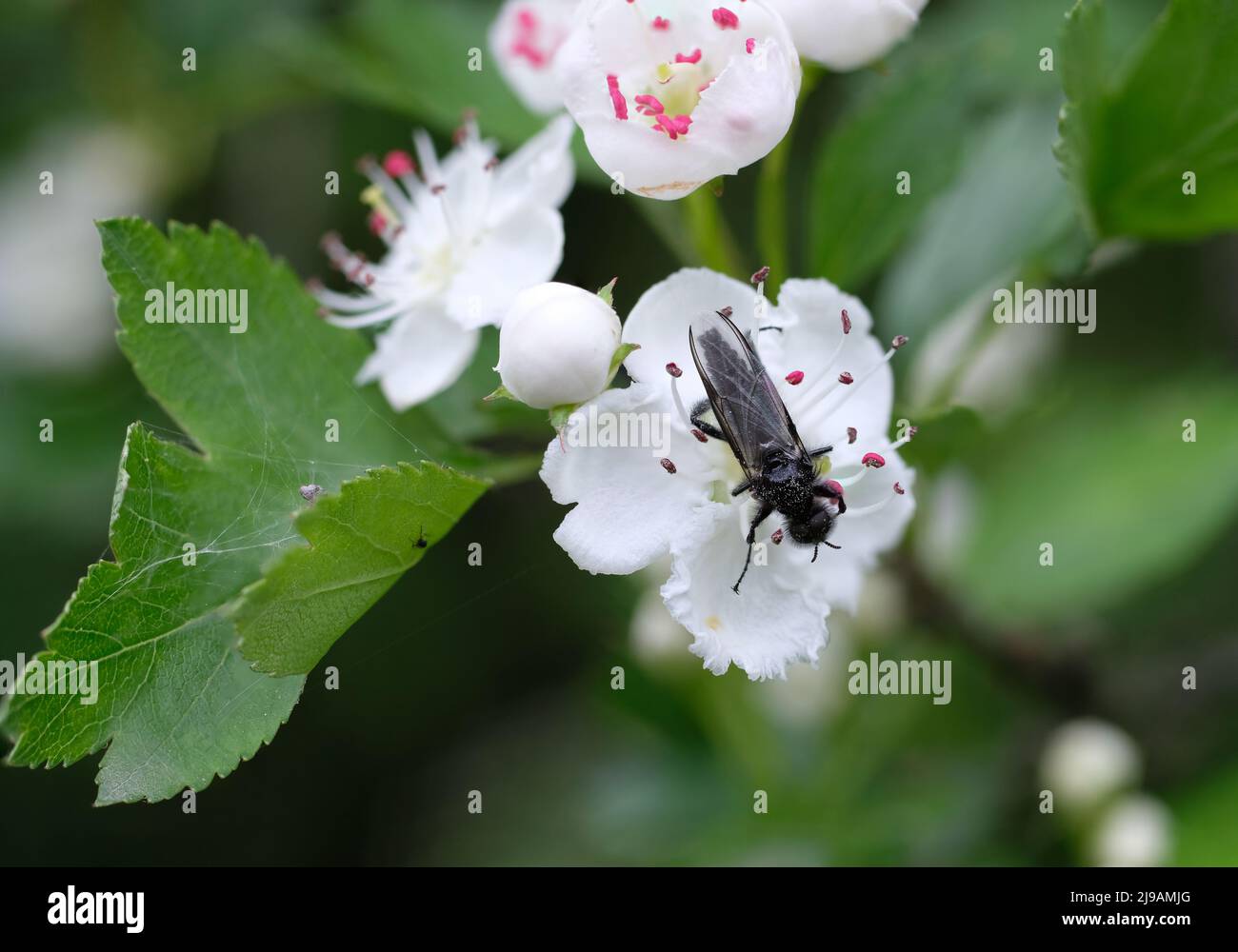 Bibionidae (March Fly) on a blooming hawthorn flower Stock Photo