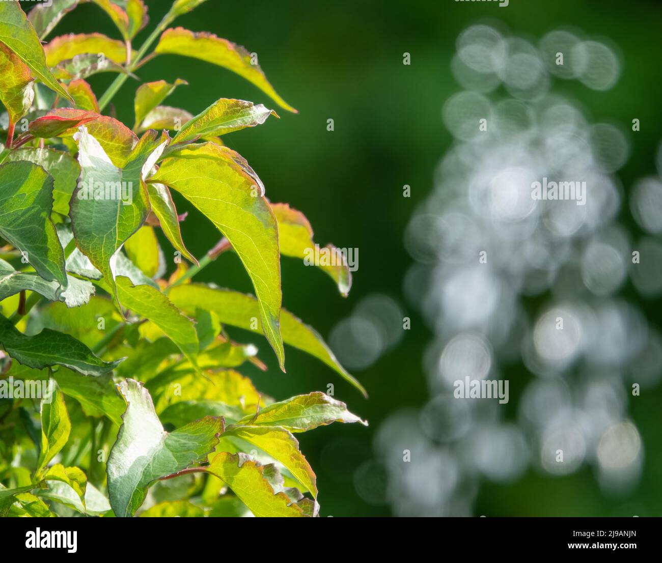 green leaves foreground with defocused water droplets captured in mid-air background Stock Photo