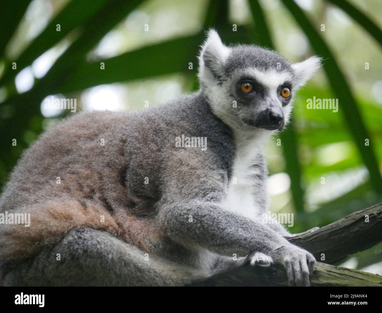 Ring-tailed lemur : The ring tailed lemur (Lemur catta) is a large strepsirrhine primate and the most recognized lemur due to its long, black and whit Stock Photo
