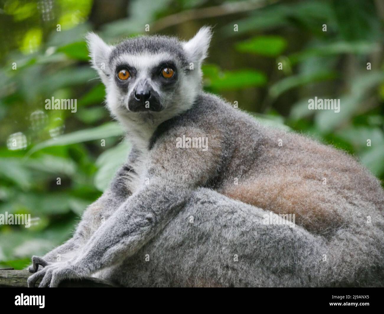 Ring-tailed lemur : The ring tailed lemur (Lemur catta) is a large strepsirrhine primate and the most recognized lemur due to its long, black and whit Stock Photo