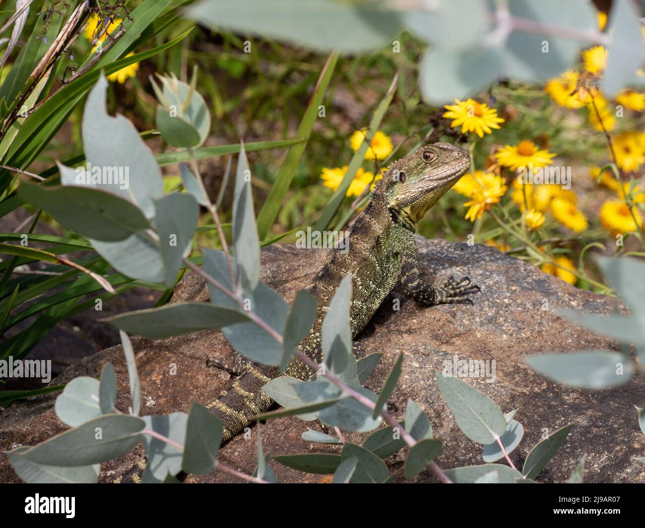 Lizard on a rock trying to blend in amongst yellow paper daisies and blue gum leaves, Eastern Water Dragon, Australian native reptile and plants Stock Photo