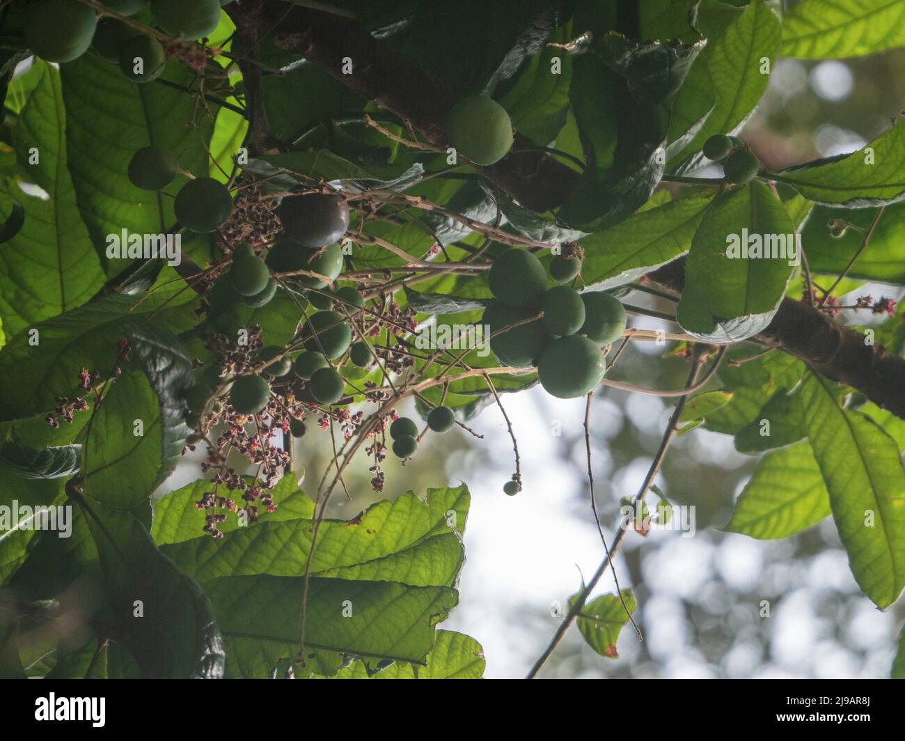 Davidson's Plum tree with unripe still green fruit and green leaves, Australian Native plant Stock Photo