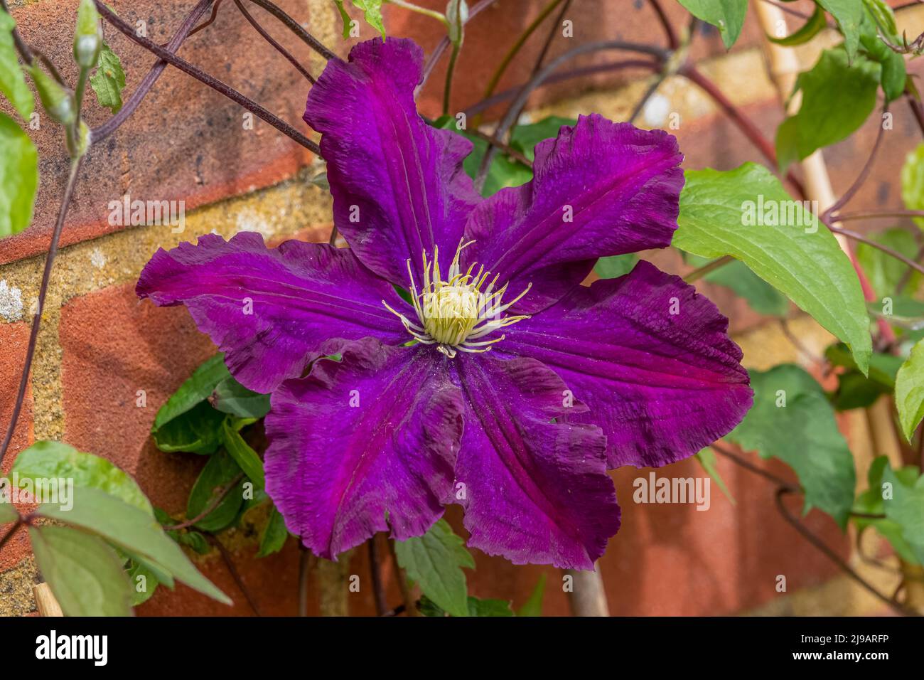 beautiful deep purple flower of a clematis Etoile Violet in summer bloom Stock Photo