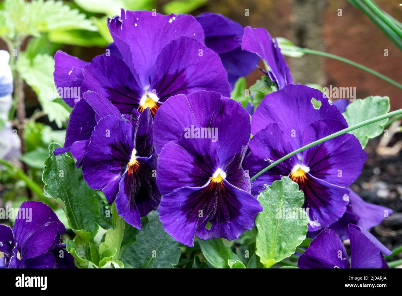 close up of beautiful spring flowering blue Pansies (Viola tricolor var. hortensis) Stock Photo