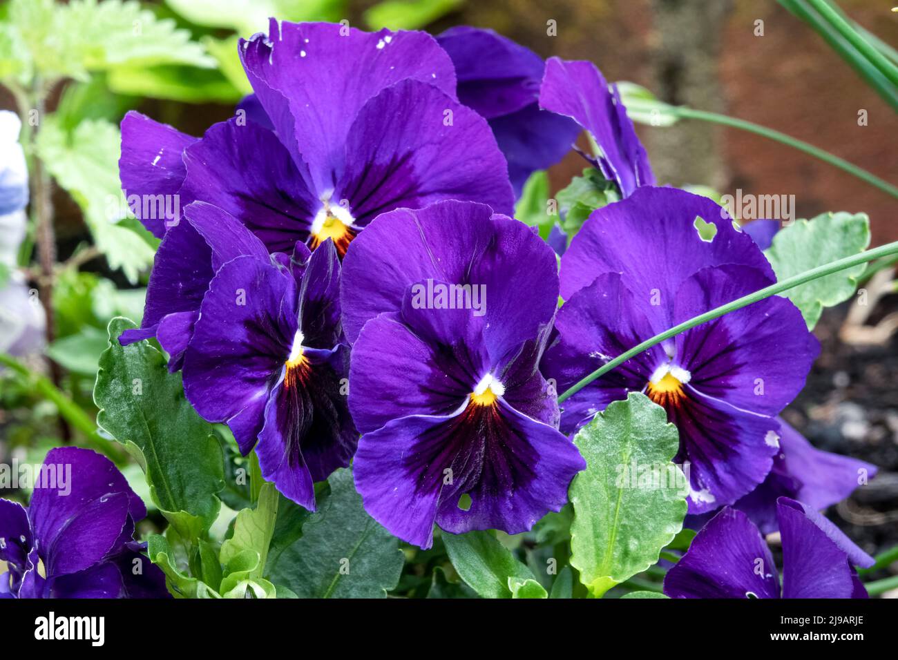 close up of beautiful spring flowering blue Pansies (Viola tricolor var. hortensis) Stock Photo