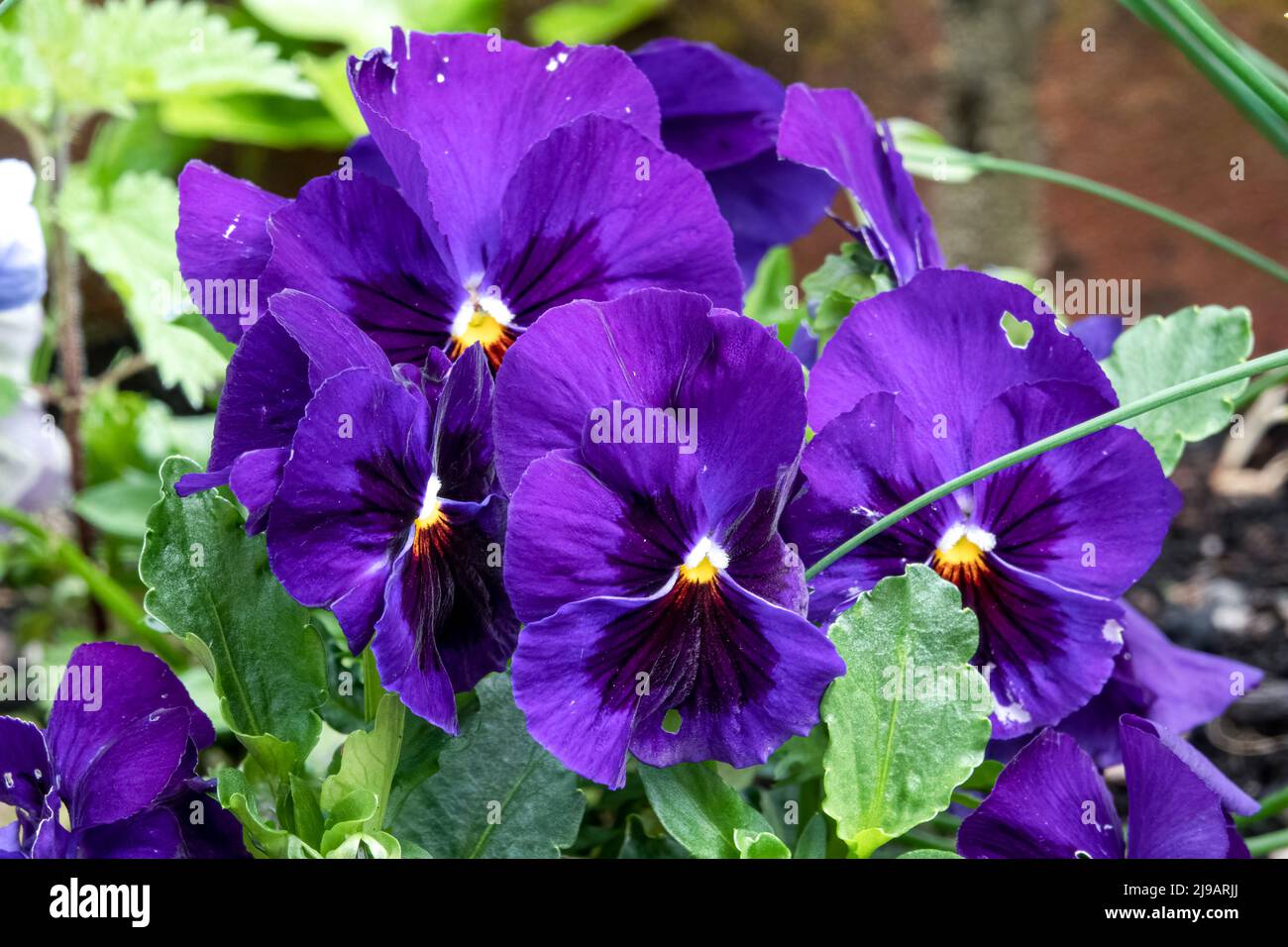 close up of beautiful spring flowering blue Pansies (Viola tricolor var. hortensis) Stock Photo