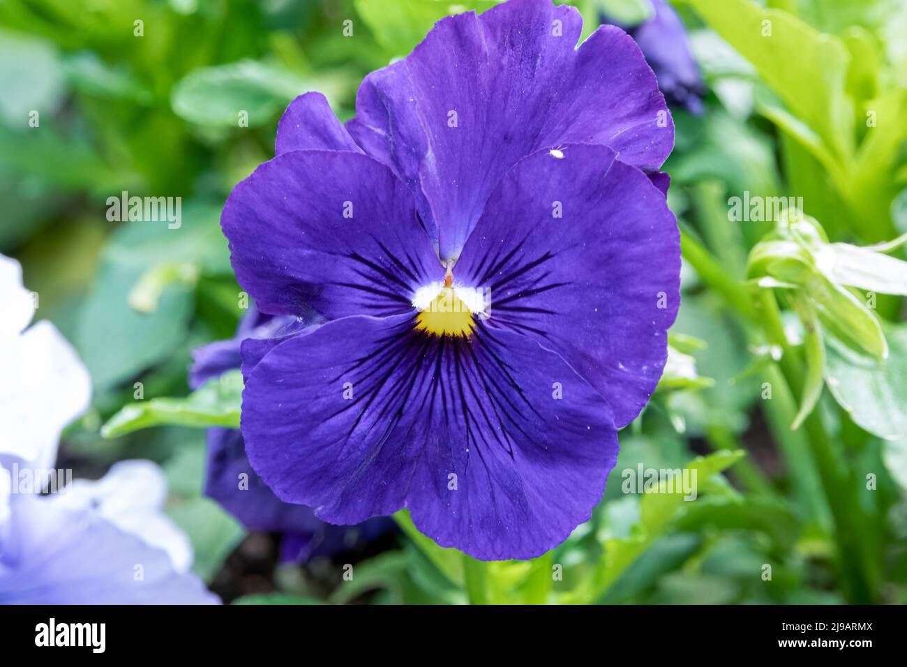 close up of beautiful spring flowering blue Pansies (Viola tricolor var. hortensis) Stock Photo