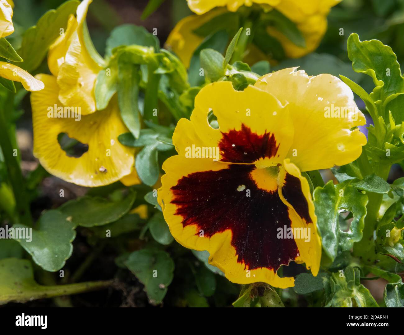 close up of beautiful spring flowering blue Pansies (Viola tricolor var. hortensis) Stock Photo