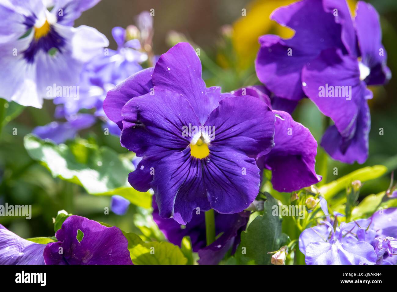 close up of beautiful spring flowering blue Pansies (Viola tricolor var. hortensis) Stock Photo