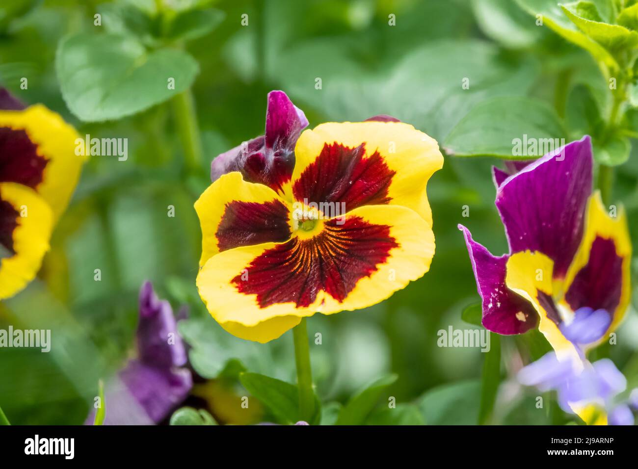 close up of beautiful spring flowering blue Pansies (Viola tricolor var. hortensis) Stock Photo