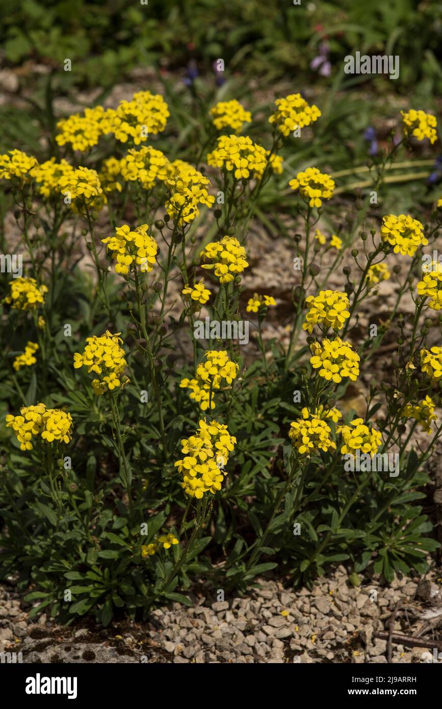 Close up of bright lemon yellow wallflowers - Erysimum pulchellum flowers. Cabbage Family, Brassicaceae. Stock Photo