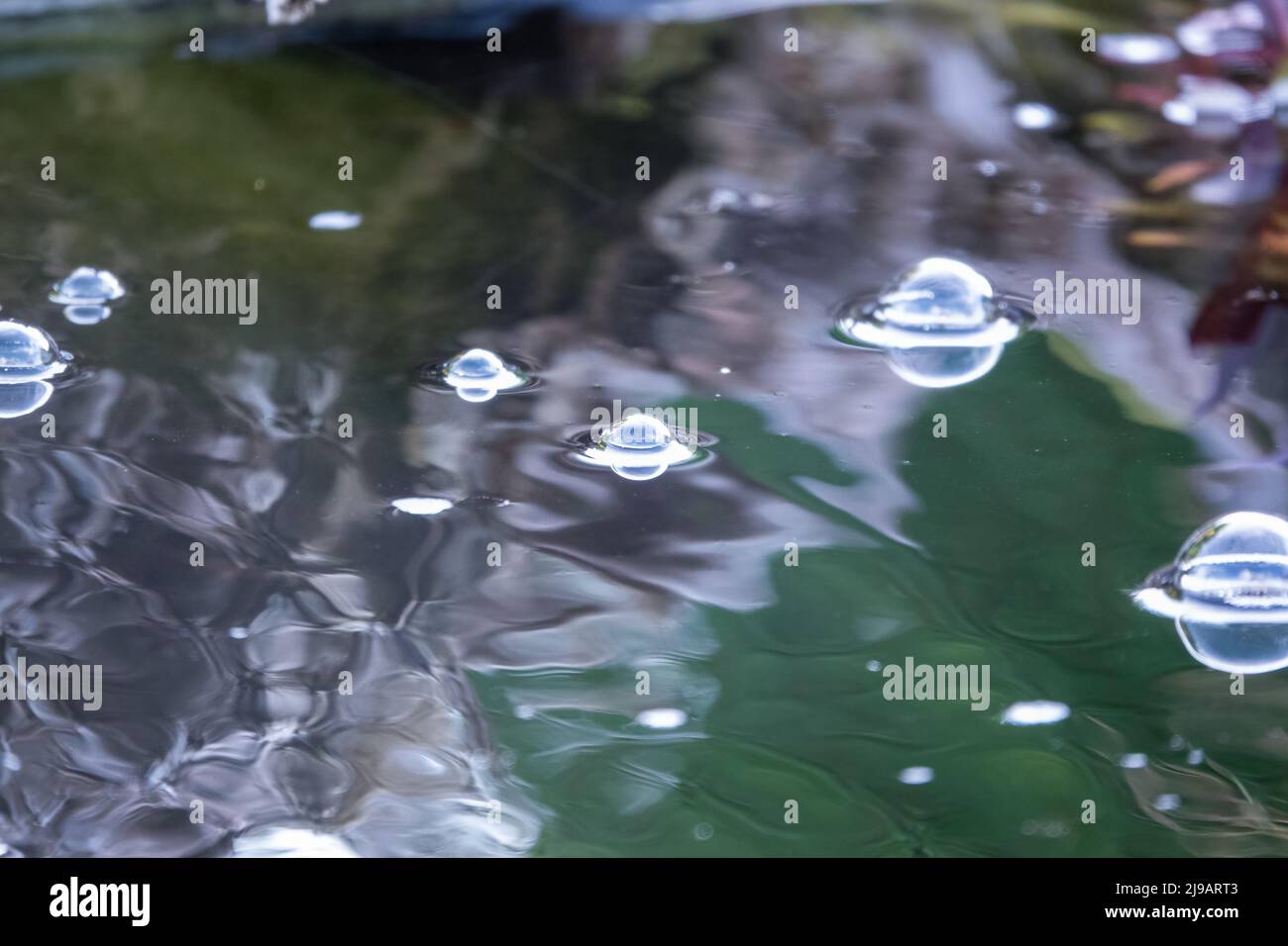 clear air bubbles on a pond water surface, glisten in summer light Stock Photo Alamy
