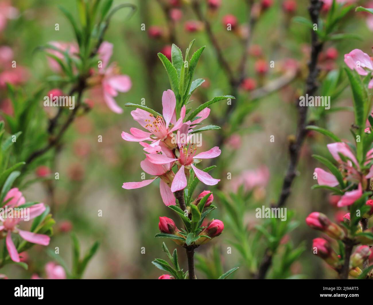 Pink flowers of dwarf Russian almond (latin name - Prunus tenella) in Serbia Stock Photo