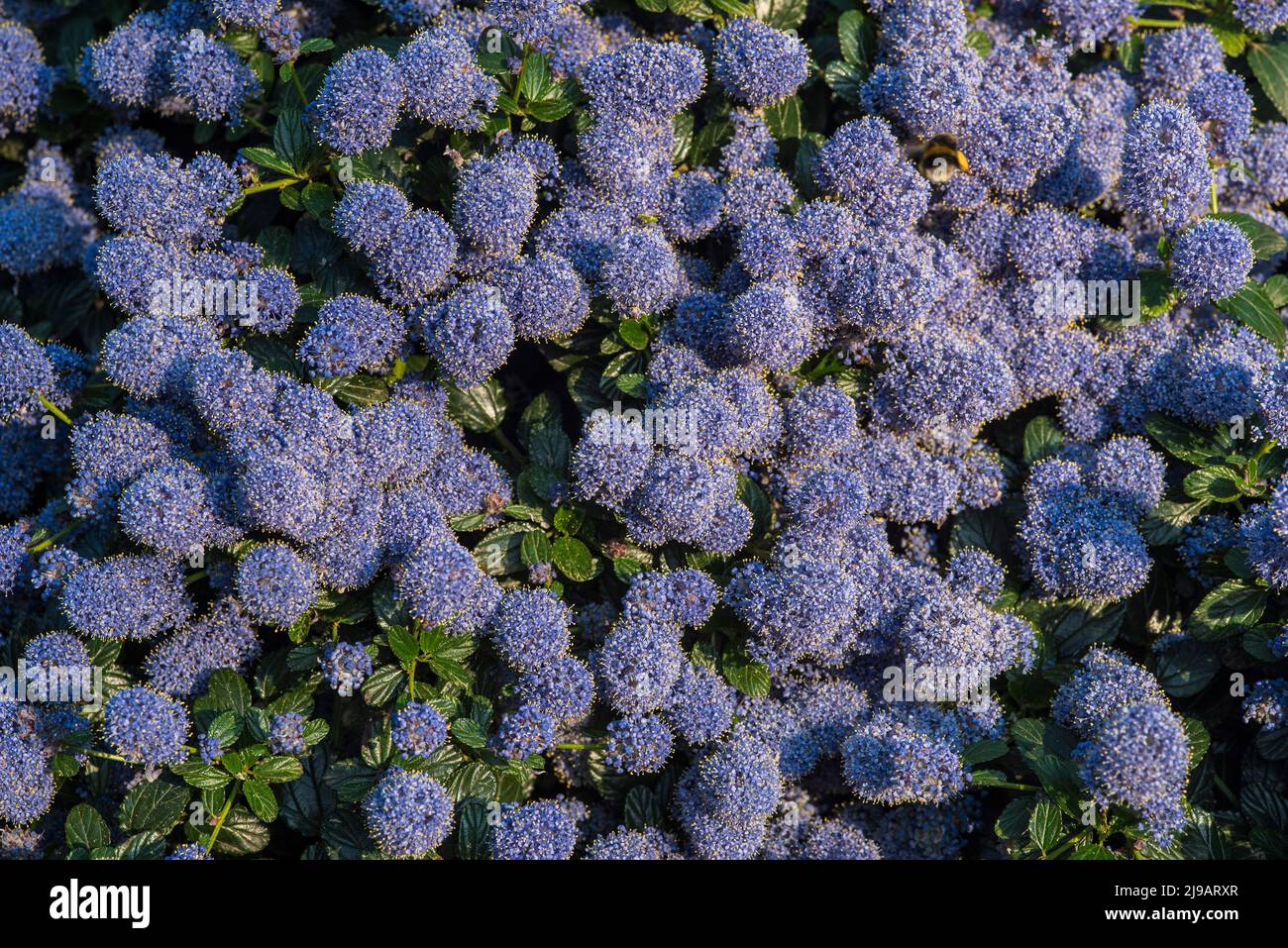 Close up of blue Ceanothus - American Lilacs, in early Summer. Stock Photo