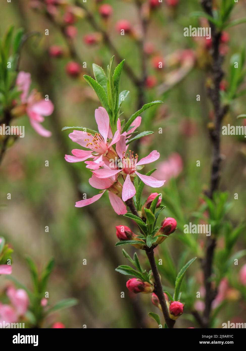 Pink flowers of dwarf Russian almond (latin name - Prunus tenella) in Serbia Stock Photo