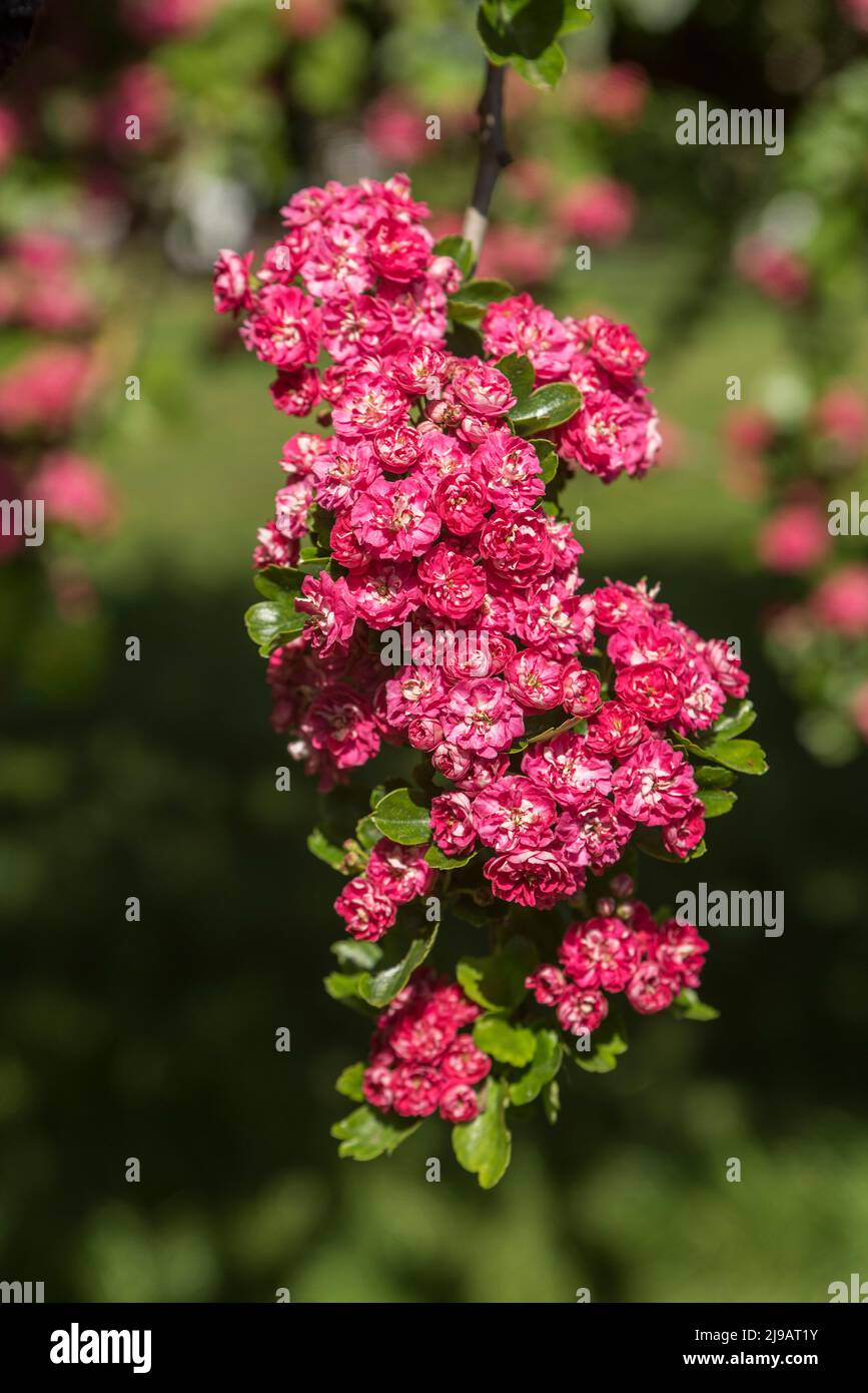 Close up of bright pink hawthorn flowers / blossom in early Summer. Stock Photo