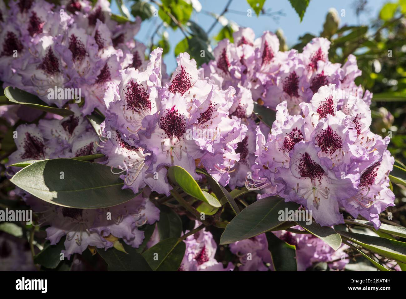 Close up of pale purple rhododendron flowers with dark burgundy markings in Summer. Stock Photo