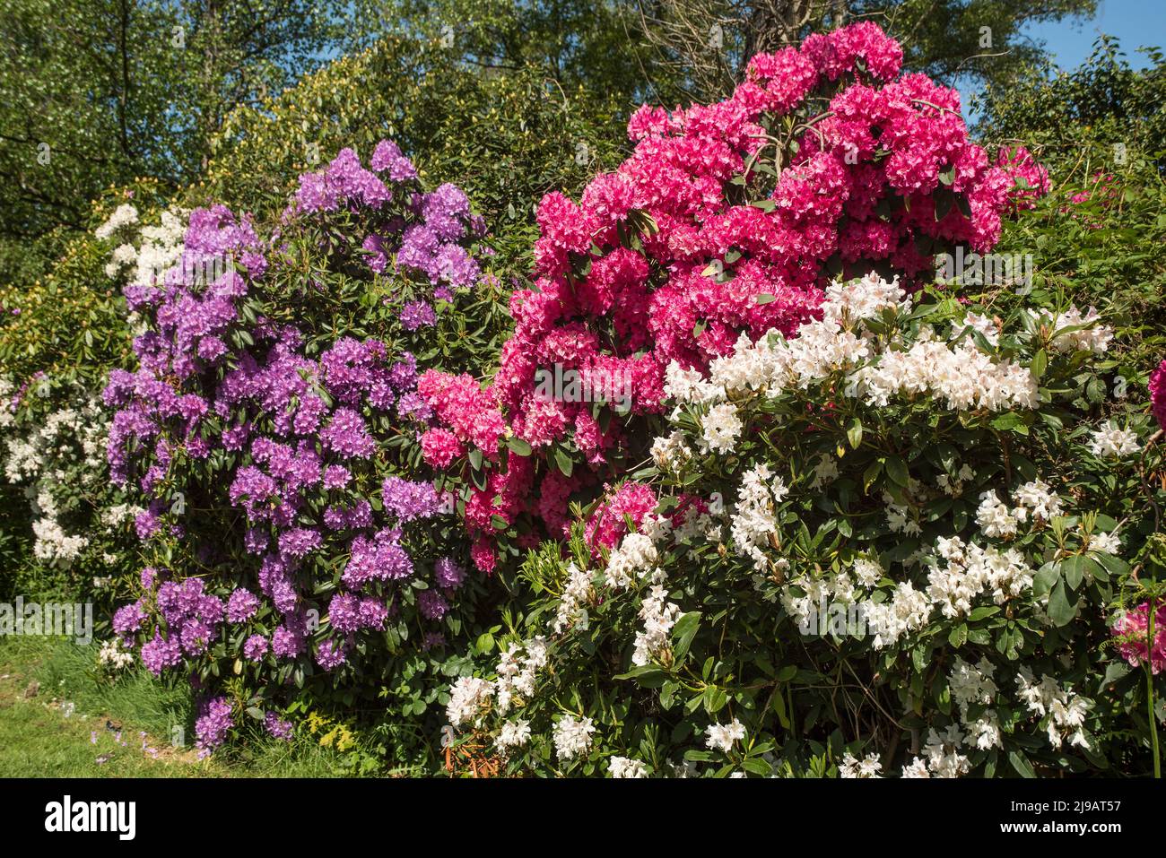 Bright pink, purple and white rhododendron flowers in Summer with a blue sky. Stock Photo