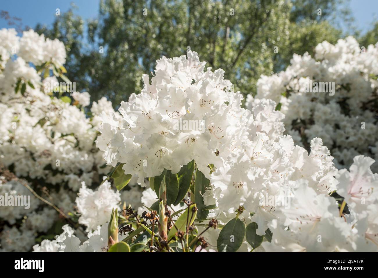 Close up of brilliant white rhododendron flowers in Summer with a blue sky. Stock Photo