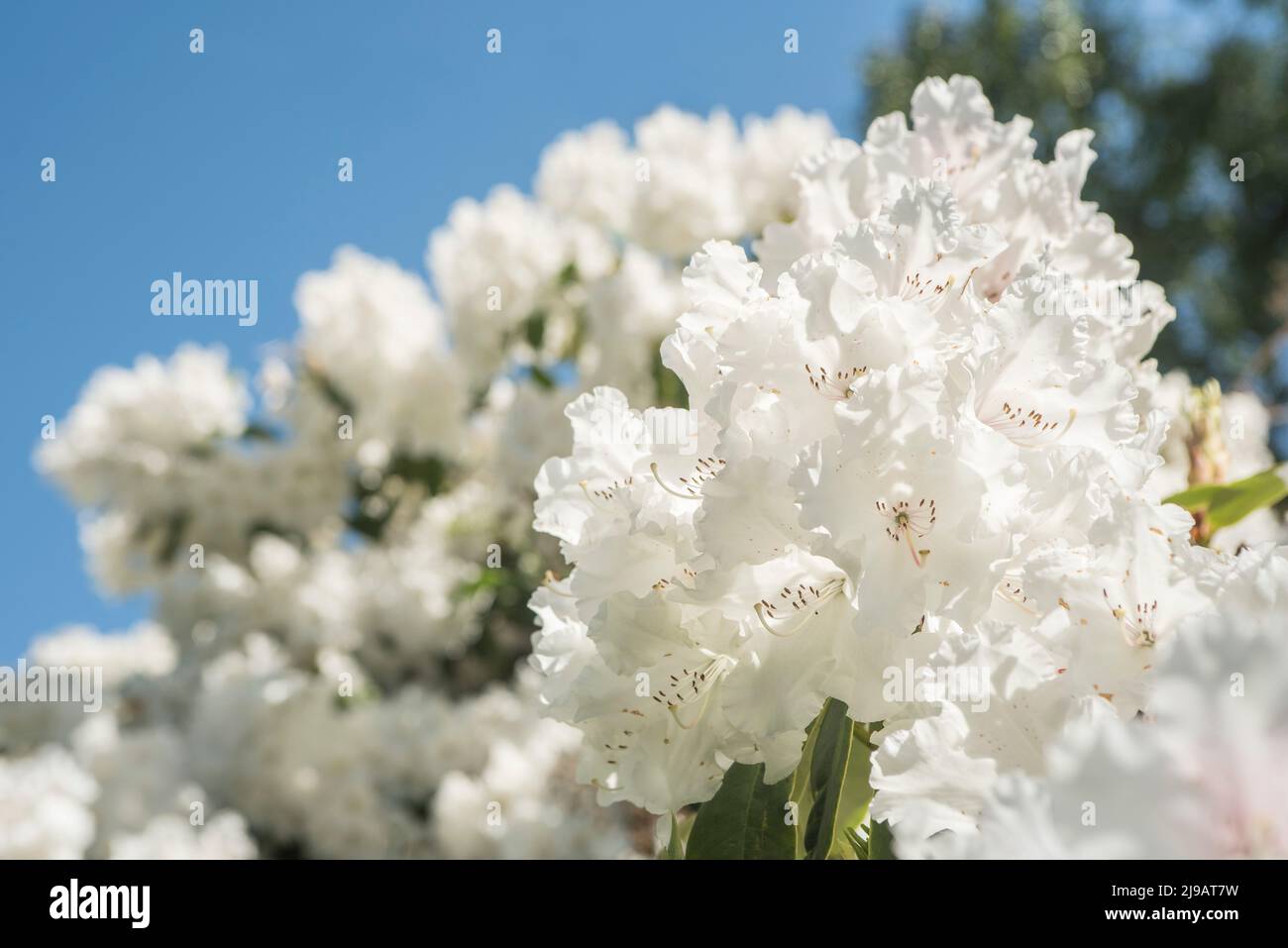 Close up of brilliant white rhododendron flowers in Summer with a blue sky. Stock Photo