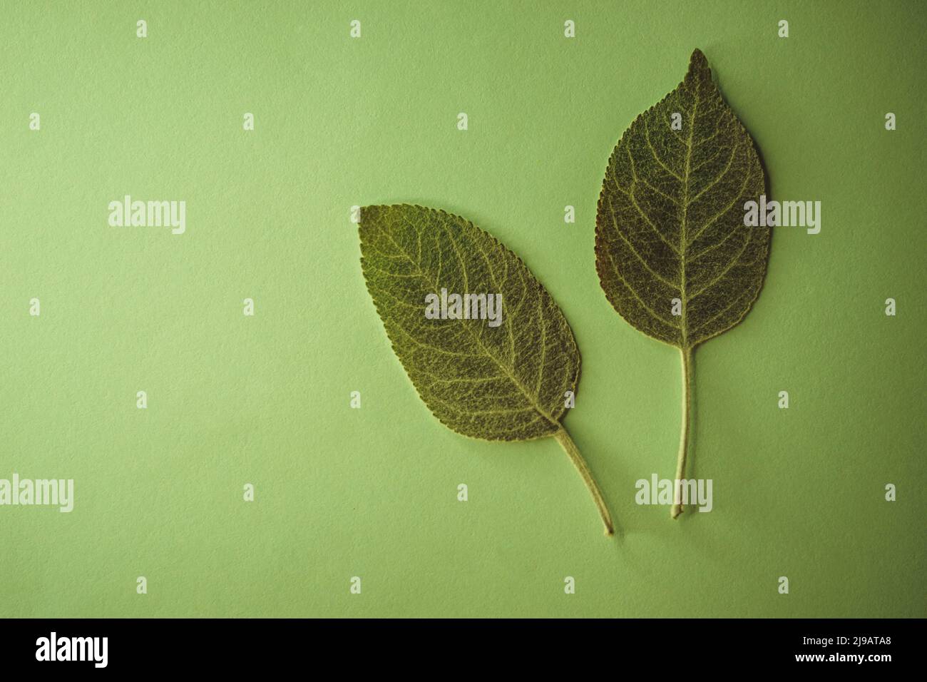 Two elegant green leaves hi-res stock photography and images - Alamy