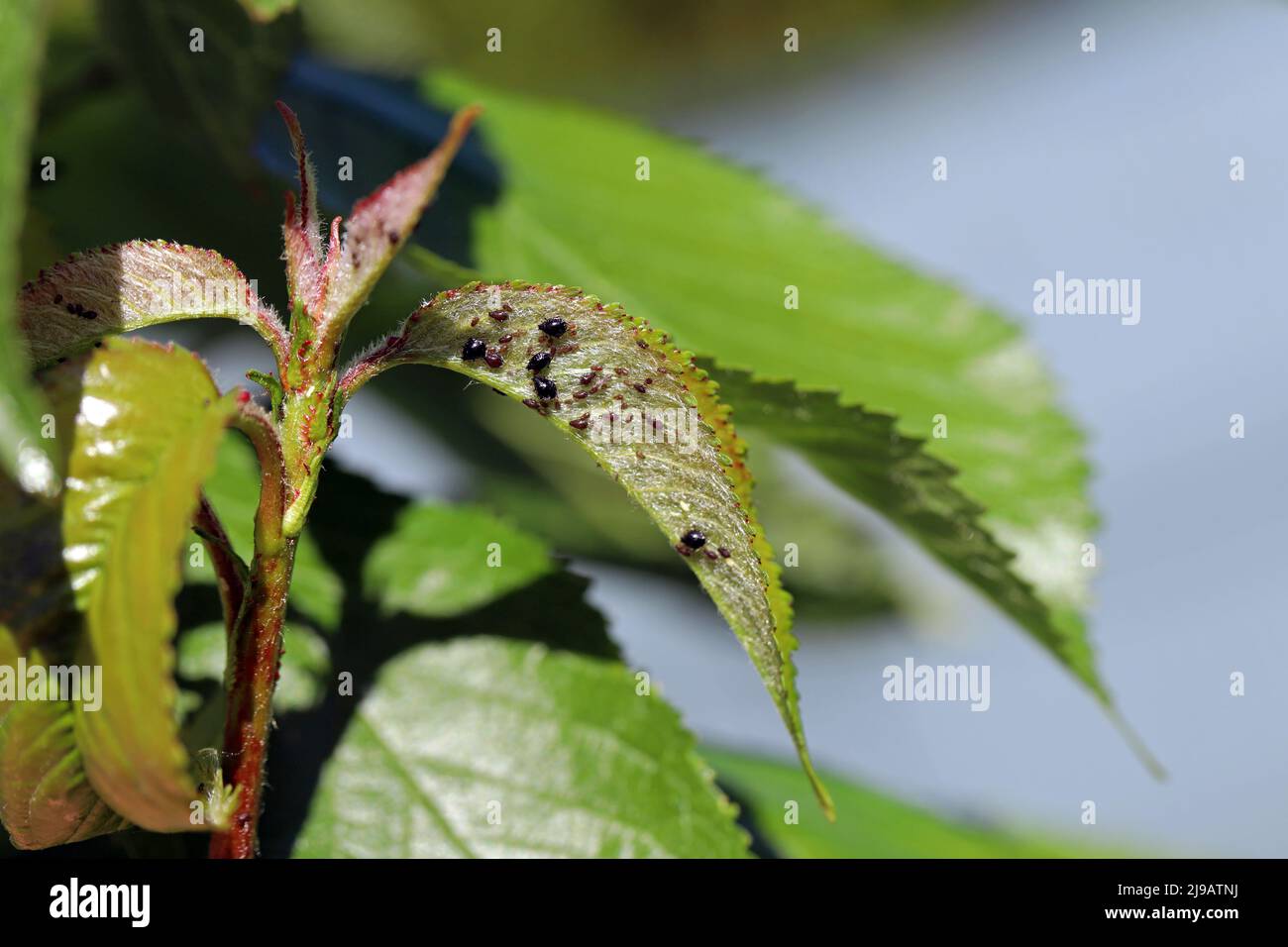 Black Cherry Aphid (Myzus cerasi) colony on leaf. Stock Photo