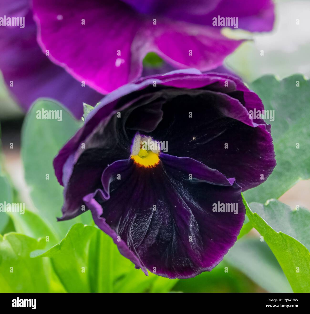 close up of beautiful spring flowering blue Pansies (Viola tricolor var. hortensis) Stock Photo