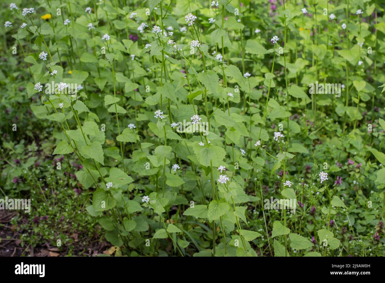 Garlic mustard (latin name Alliaria officinalis) in forest Kosutnjak