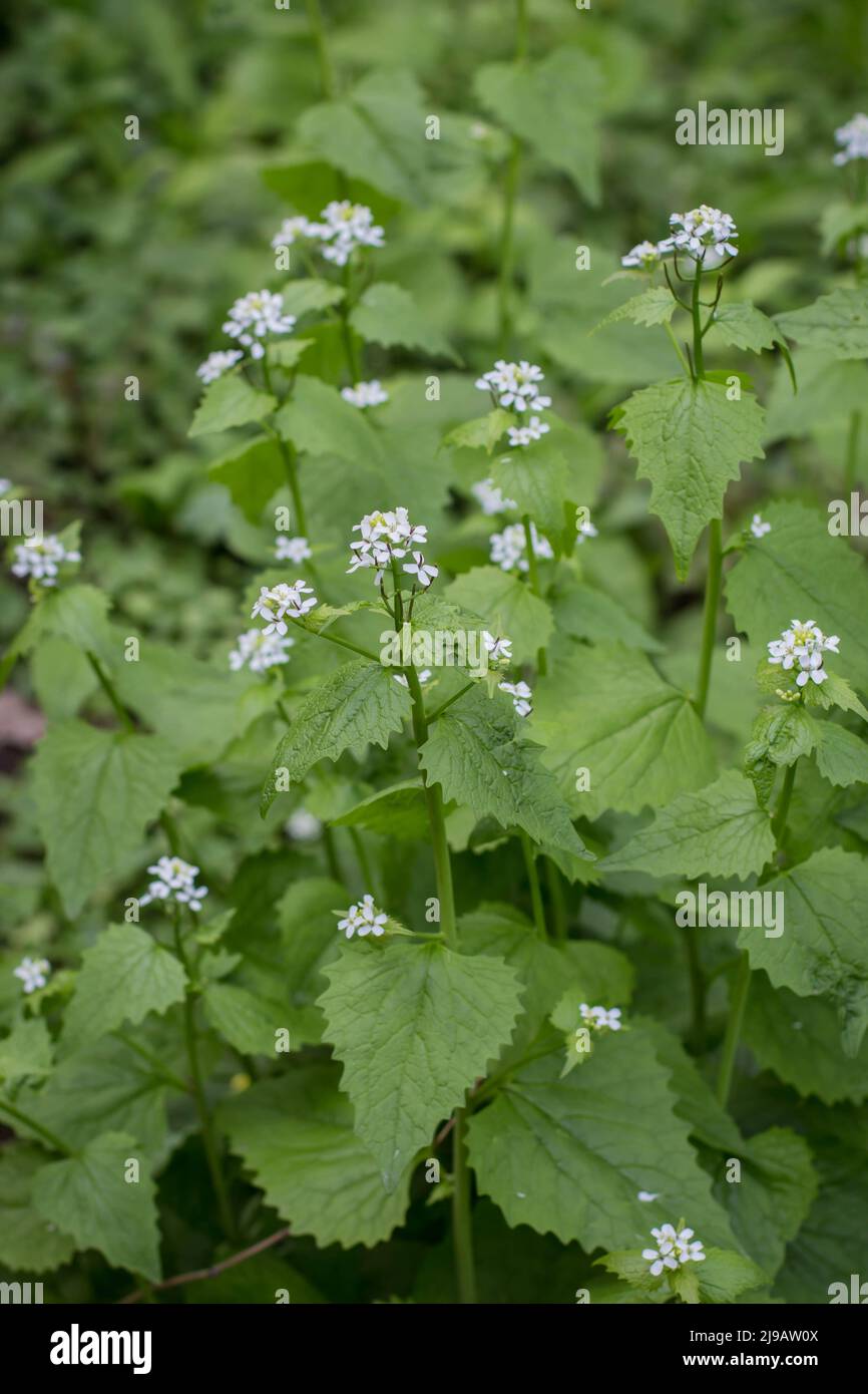 Garlic mustard (latin name Alliaria officinalis) in forest Kosutnjak