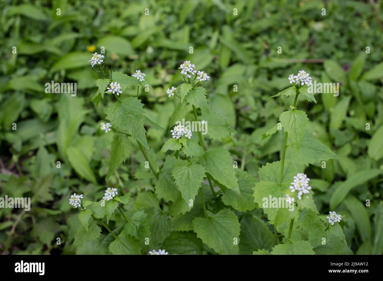 Garlic mustard (latin name Alliaria officinalis) in forest Kosutnjak
