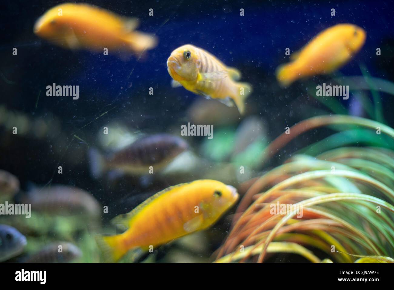 Marine fish in aquarium. Fish swim in water. Details of life under water. Stock Photo