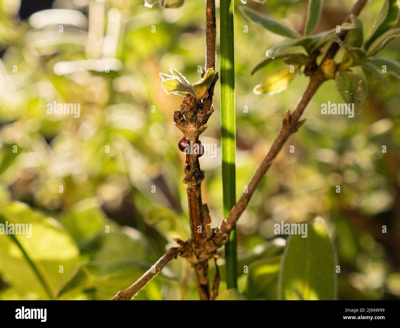 close up of scale insects on plant - garden pest Stock Photo