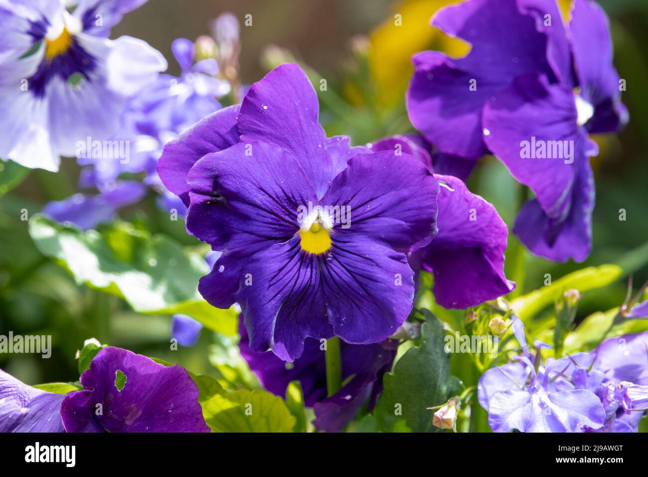 close up of beautiful spring flowering blue Pansies (Viola tricolor var. hortensis) Stock Photo