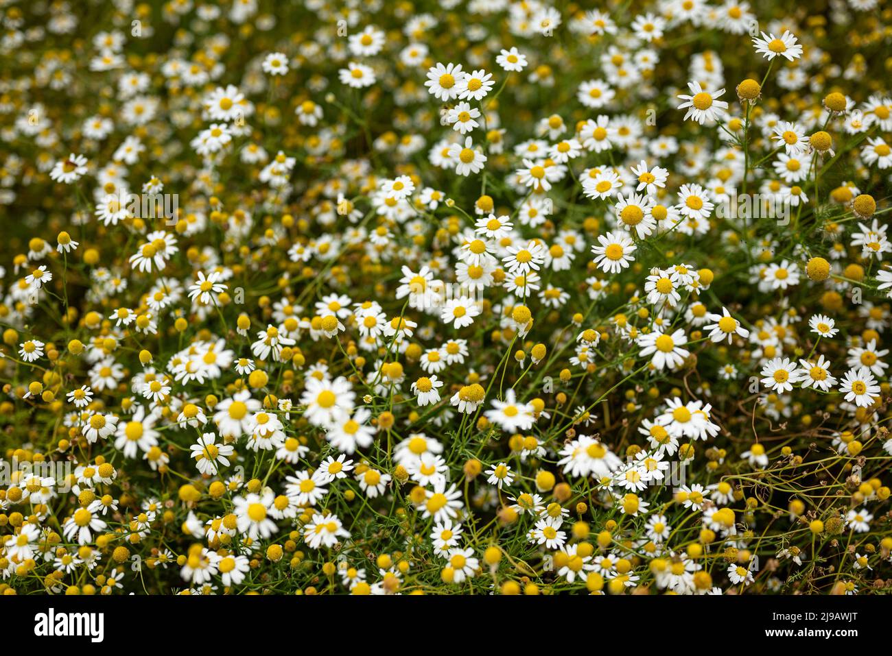 Beautiful wild herb meadow with lush flowering chamomile (Matricaria